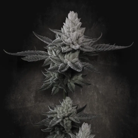 Chem Cake - PARADISE SEEDS