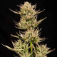 Cookie Apple OG F1 Auto - SEEDSMAN