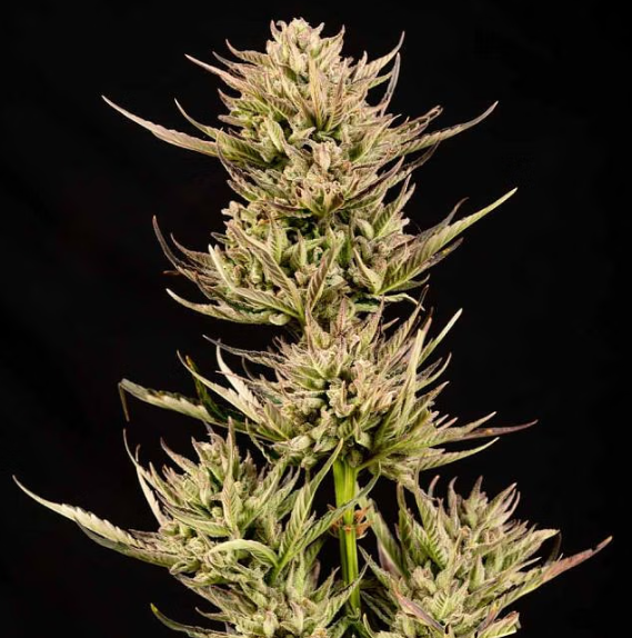 Cookie Apple OG F1 Auto - SEEDSMAN