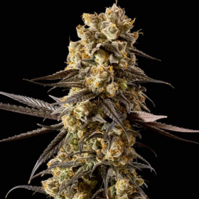 Banana Biscotti F1 - SEEDSMAN