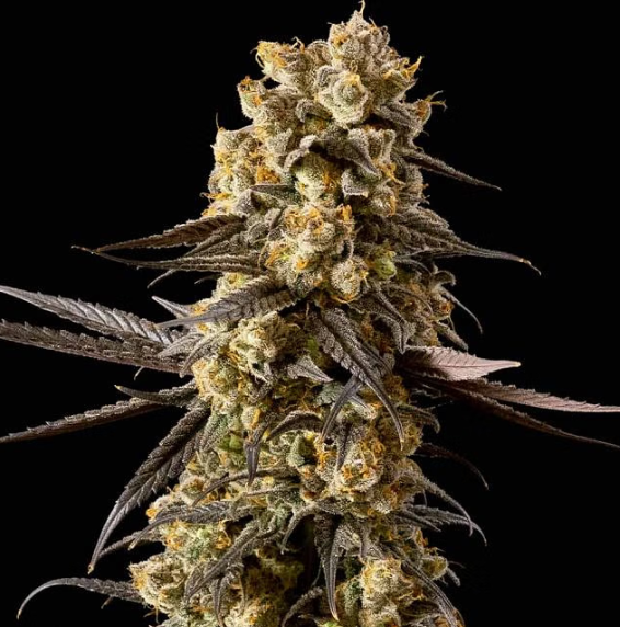 Banana Biscotti F1 - SEEDSMAN