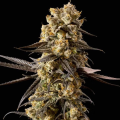 Banana Biscotti F1 - SEEDSMAN