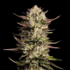 Purple Oreoz F1 - SEEDSMAN