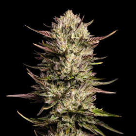 Purple Oreoz F1 - SEEDSMAN