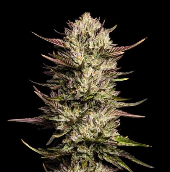 Purple Oreoz F1 - SEEDSMAN