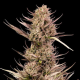 Garlic Muffin F1 Auto - SEEDSMAN
