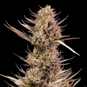 Garlic Muffin F1 Auto - SEEDSMAN
