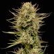 Cherry Punch F1 - SEEDSMAN