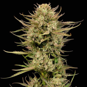 Cherry Punch F1 - SEEDSMAN