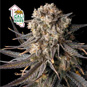 Cali Critical Mass - SEEDSMAN