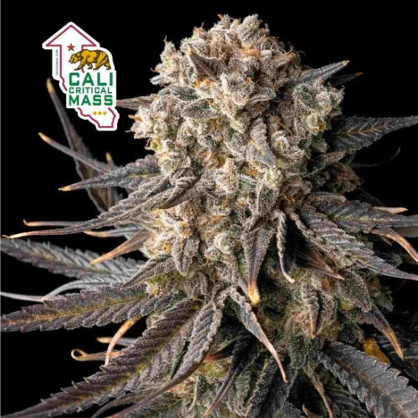 Cali Critical Mass - SEEDSMAN