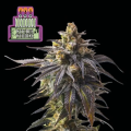Witches Wedding - SEEDSMAN