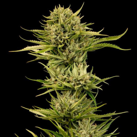Blueberry Pie F1 Fast - SEEDSMAN