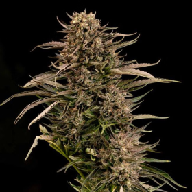 Fatso GMO F1 Auto - SEEDSMAN