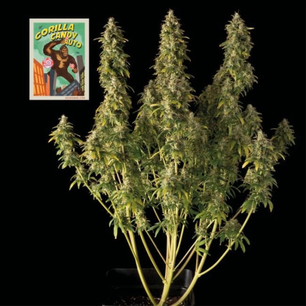 Gorilla Candy Auto - SEEDSMAN