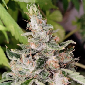 African Gas - ACE SEEDS