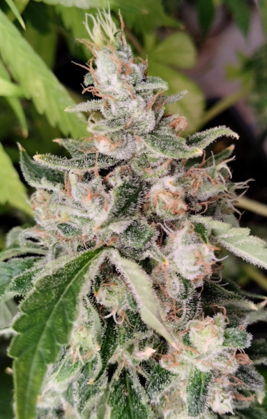 African Gas - ACE SEEDS