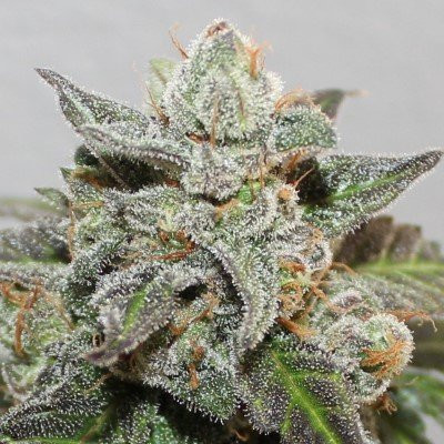 Kalidonia - ACE SEEDS