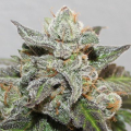 Kalidonia - ACE SEEDS