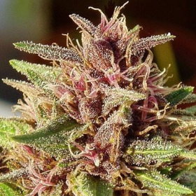 Erdpurt - ACE SEEDS | TanieSianie.pl