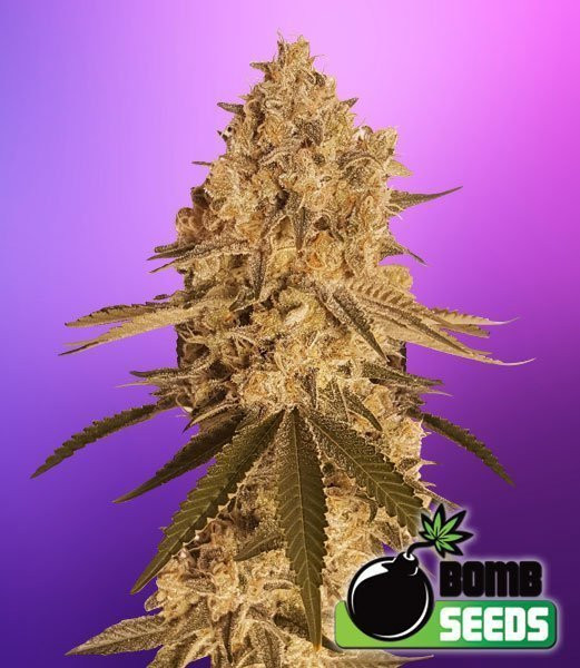 Baked Bomb - BOMB SEEDS