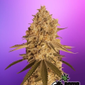 Baked Bomb - BOMB SEEDS