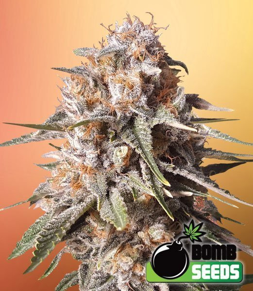Baked Bomb Auto - BOMB SEEDS