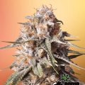 Baked Bomb Auto - BOMB SEEDS