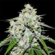 Space Cookies Auto - DELICIOUS SEEDS