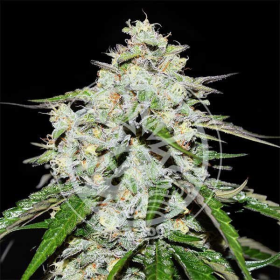 Space Cookies Auto - DELICIOUS SEEDS