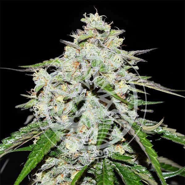 Space Cookies Auto - DELICIOUS SEEDS