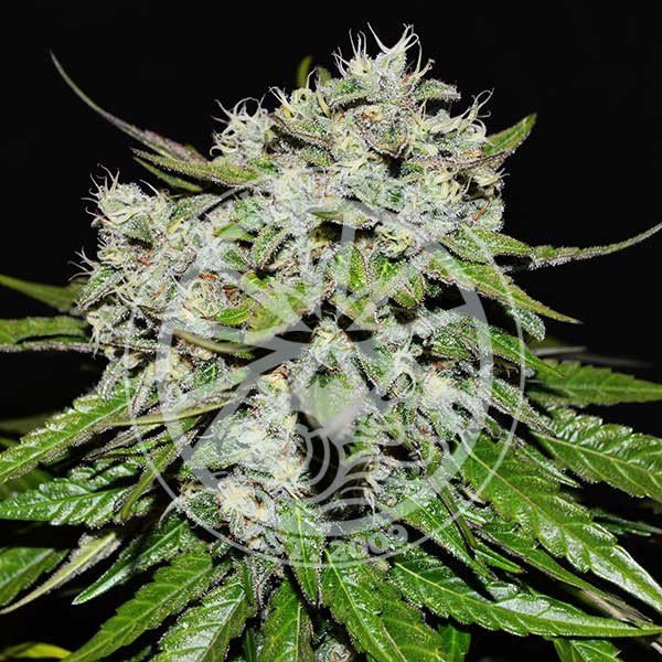 Neville's Rose Auto - DELICIOUS SEEDS