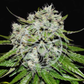 Neville's Rose Auto - DELICIOUS SEEDS