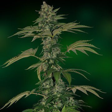 Grape Muerto Auto - BARNEY’S FARM | TanieSianie.pl