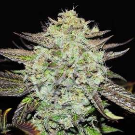 Purple Mango Kush - DELICIOUS SEEDS
