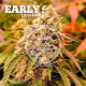 Sunday Punch Early Version - DELICIOUS SEEDS