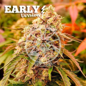 Sunday Punch Early Version - DELICIOUS SEEDS