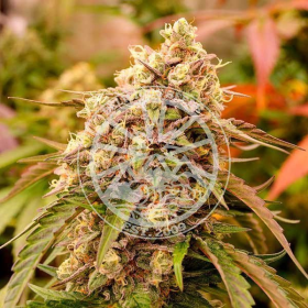 Sunday Punch - DELICIOUS SEEDS