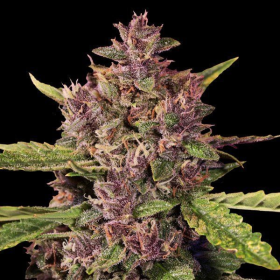 Berry Auto - G13 LABS