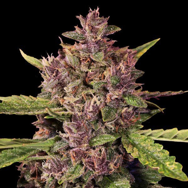 Berry Auto - G13 LABS