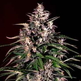 Dosi Auto - G13 LABS