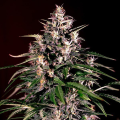 Dosi Auto - G13 LABS
