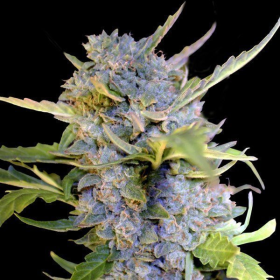 Fro-Yo Auto - G13 LABS