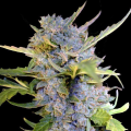 Fro-Yo Auto - G13 LABS