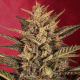 Sunset Vibes Auto - G13 LABS