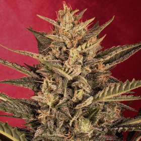 Sunset Vibes Auto - G13 LABS