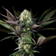 Apple Fritter - KANNABIA SEED