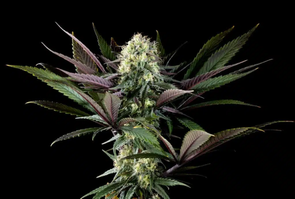 Apple Fritter - KANNABIA SEED