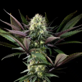 Apple Fritter - KANNABIA SEED