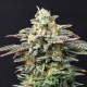 Cherry Dream - KANNABIA SEED